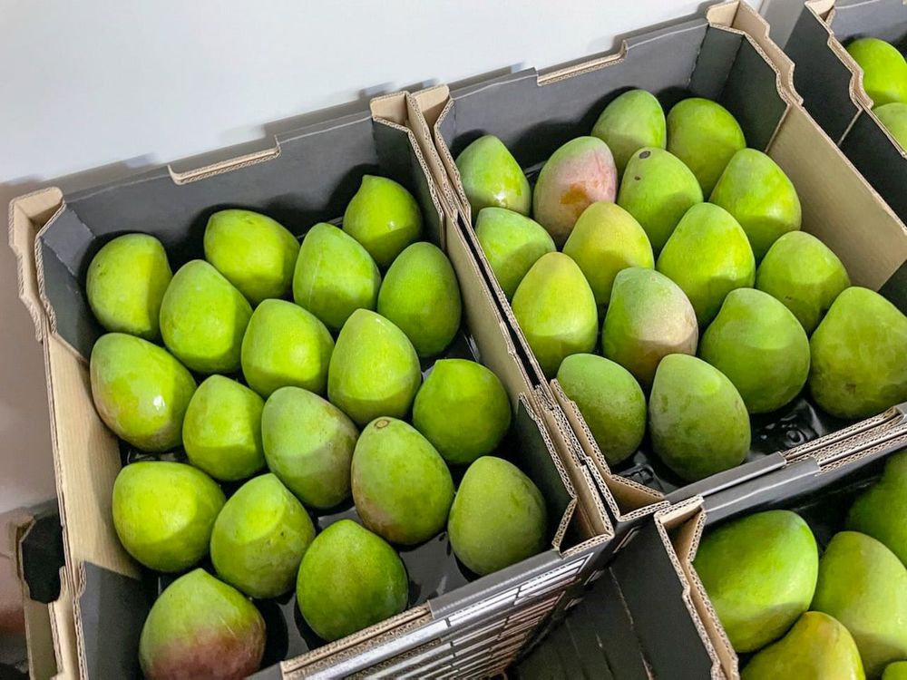 Riverland mangoes making an entrance… Mango-nificent post image