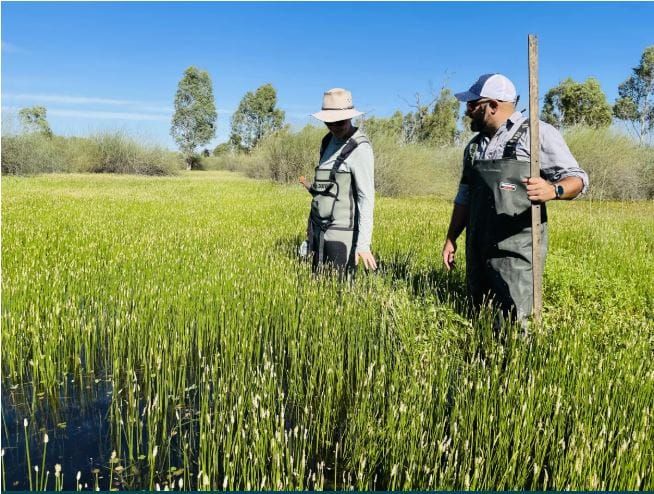 Reviving our wetlands: The power of environmental watering post image