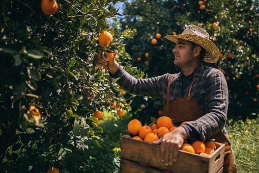 Workforce still a citrus priority post image