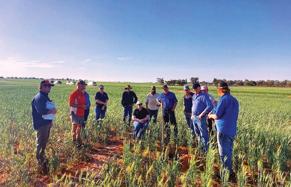 Sowing wheat early and deep in the Mallee – does variety matter? post image