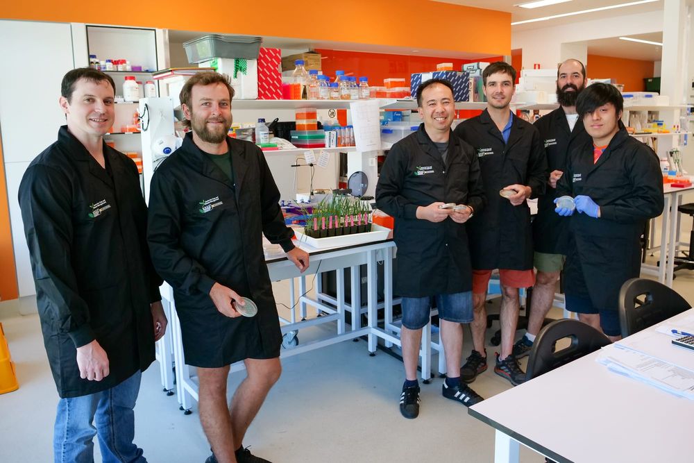 Research discovers key to crop pathogens post image