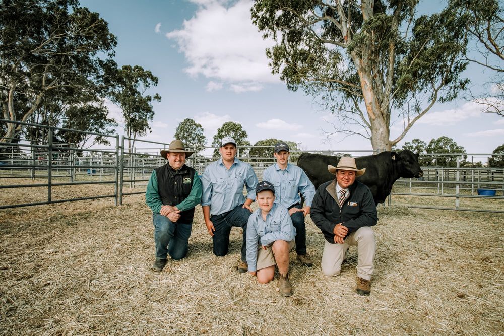 Bull Oak Well Angus goes from strength to strength post image