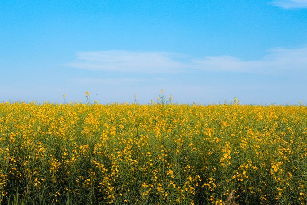 John Lush, Mallala dryland farmer, Adelaide Plains councillor post image