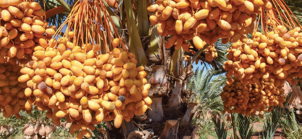 Date farming family still blazing trails after 25 years post image