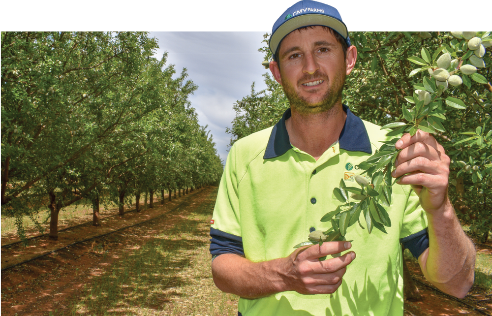 From dust to bustling almond farm with 340,000 trees post image