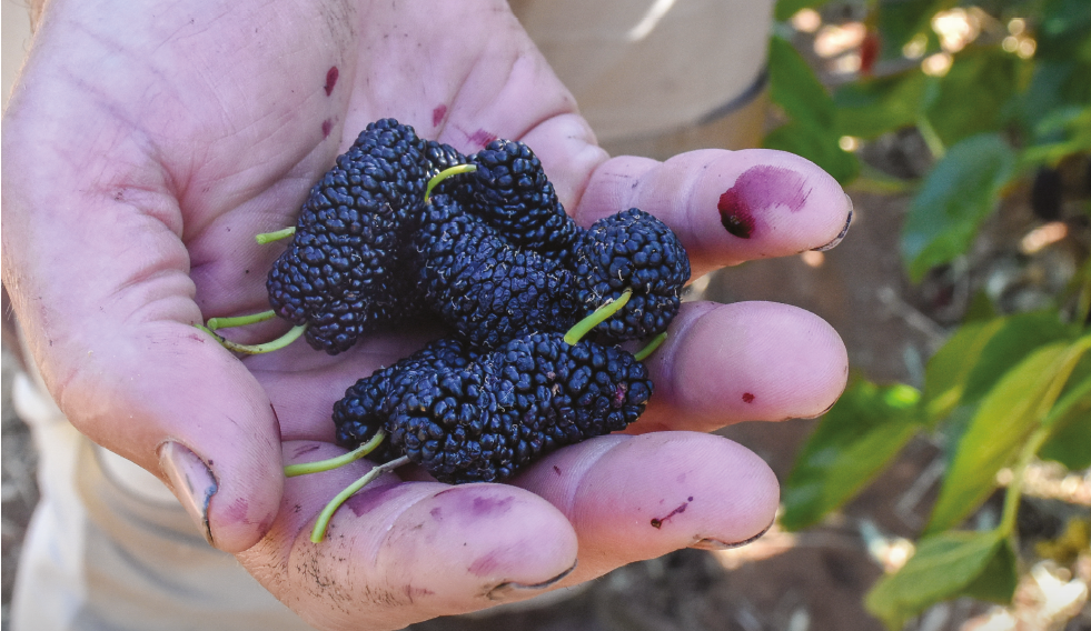 Little to mull over in the move to mulberries post image