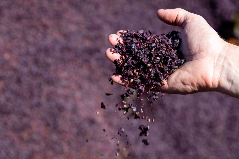 Aussie wine gets a $1.8 million boost post image