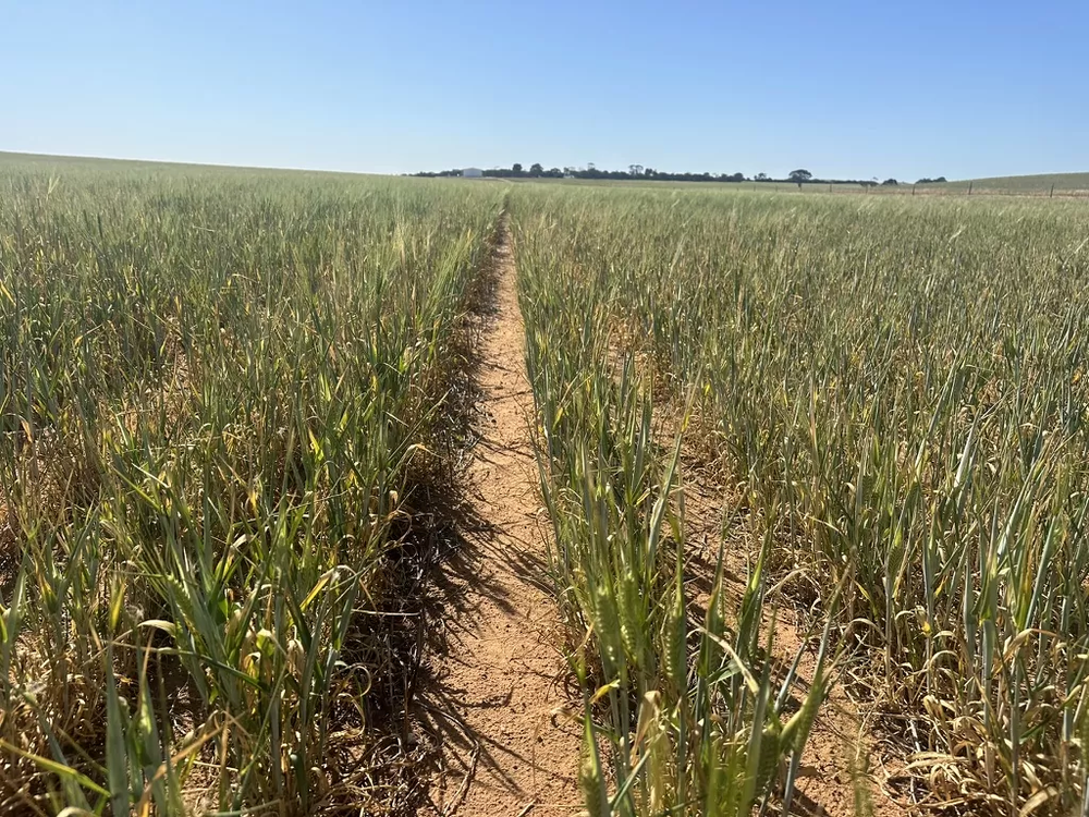 Understanding nutrient removal and maximising input efficiency for 2025 post image