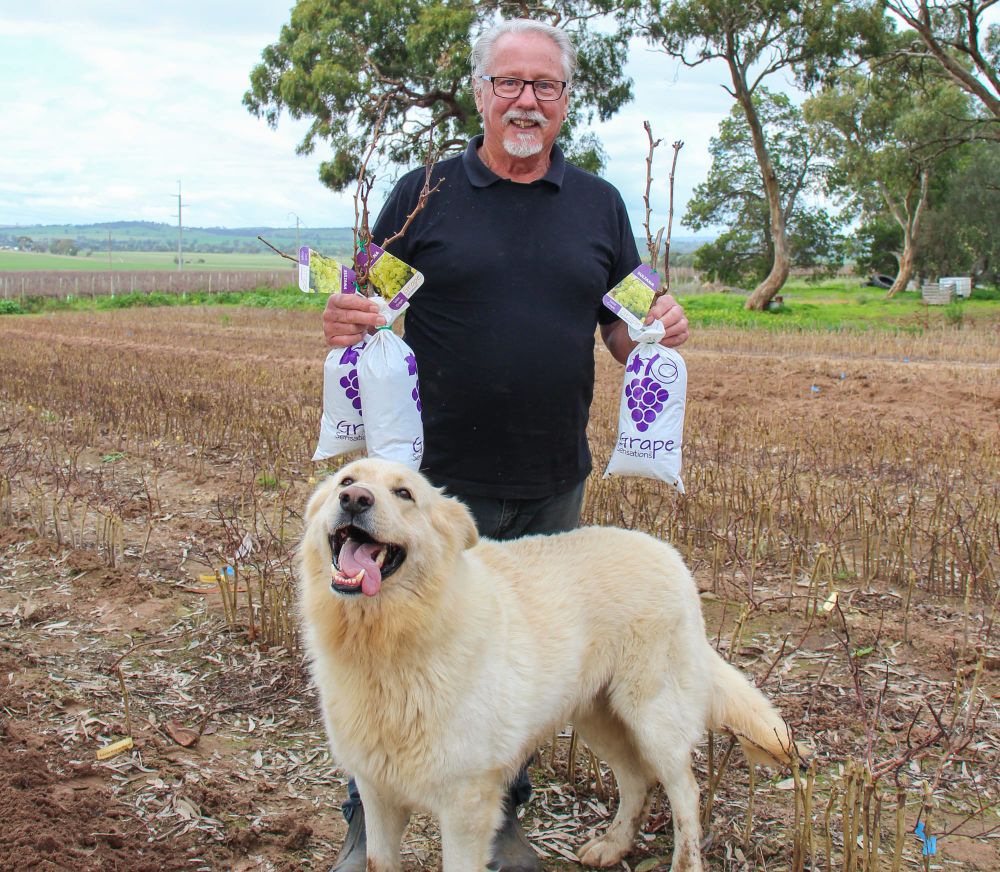 Next best grape starts here post image