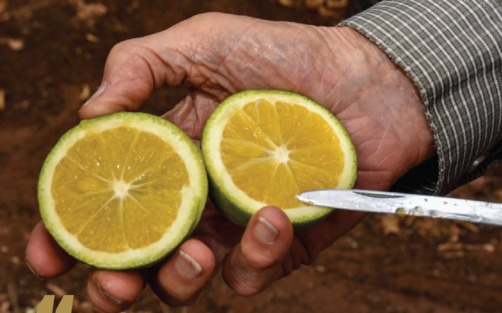 The cultivar king's legacy: study, experimentation and improvement post image