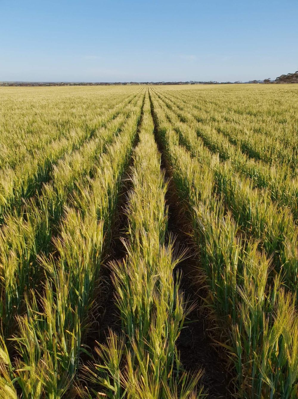 Wow, look at that (soil) acid go post image