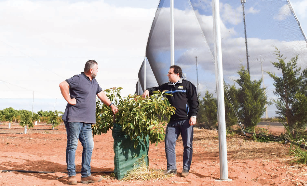 In wind, hail and sunshine: Net gain for horticulture post image