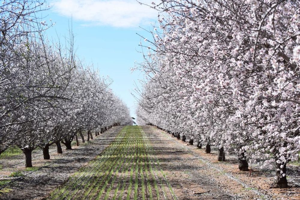 Almond orchard recycling trial a sustainability first post image
