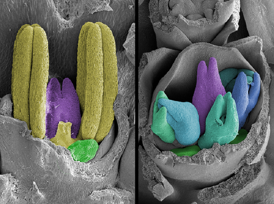 Researchers cracking the barley code post image