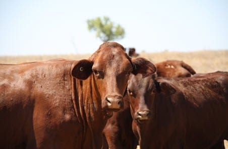 Stay alert for three-day sickness this season post image