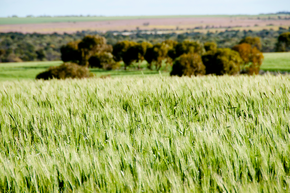 Planting conditions lift prospects for record winter crop post image
