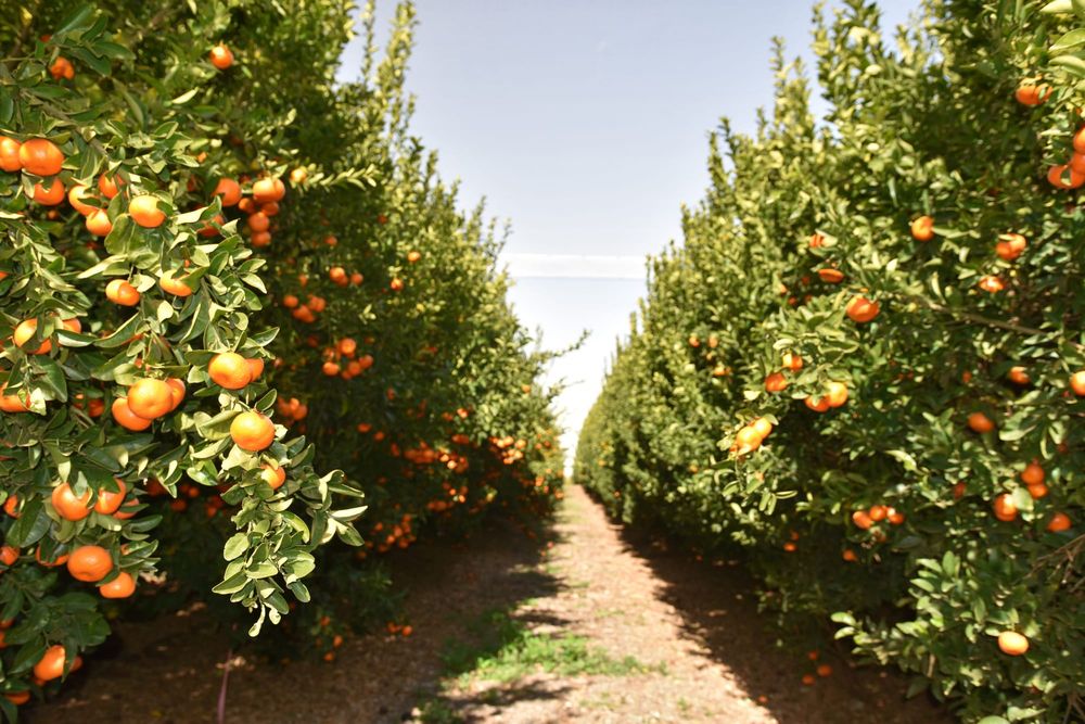‘Mining’ top citrus quality in Sunraysia post image