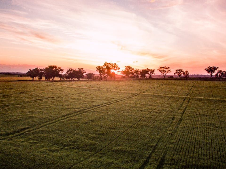Grain production reaches near average levels despite challenging season post image