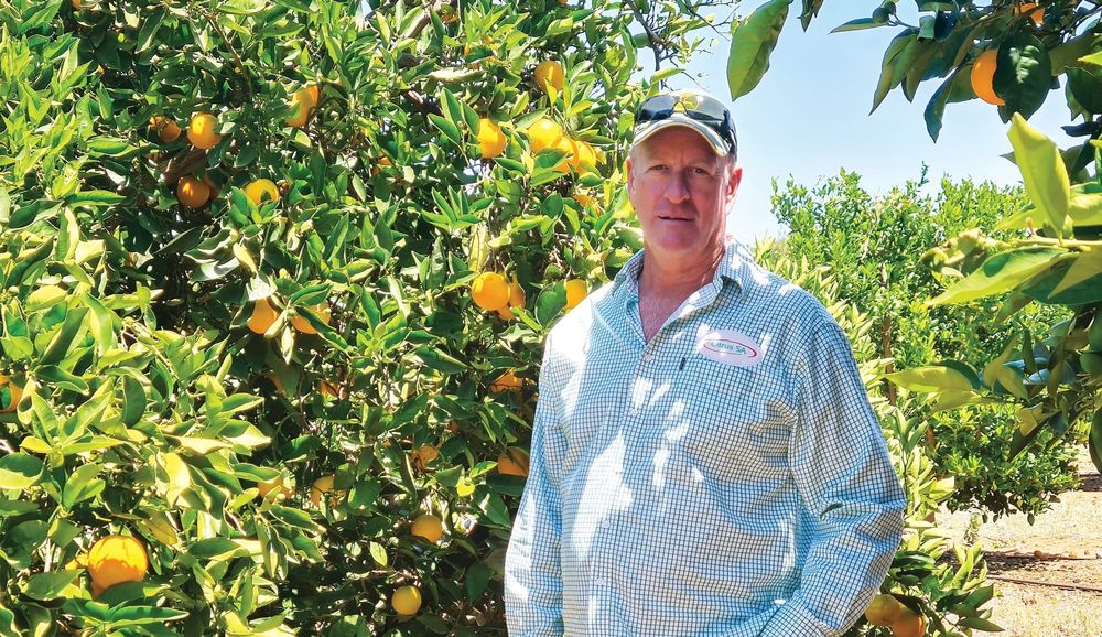 The citrus industry timebomb? post image