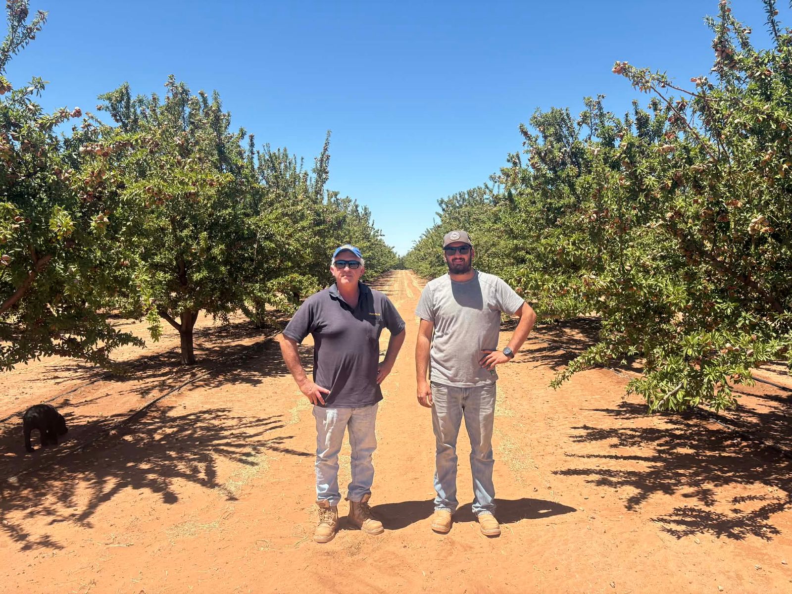 Adding almonds to a proud Riverland operation post image