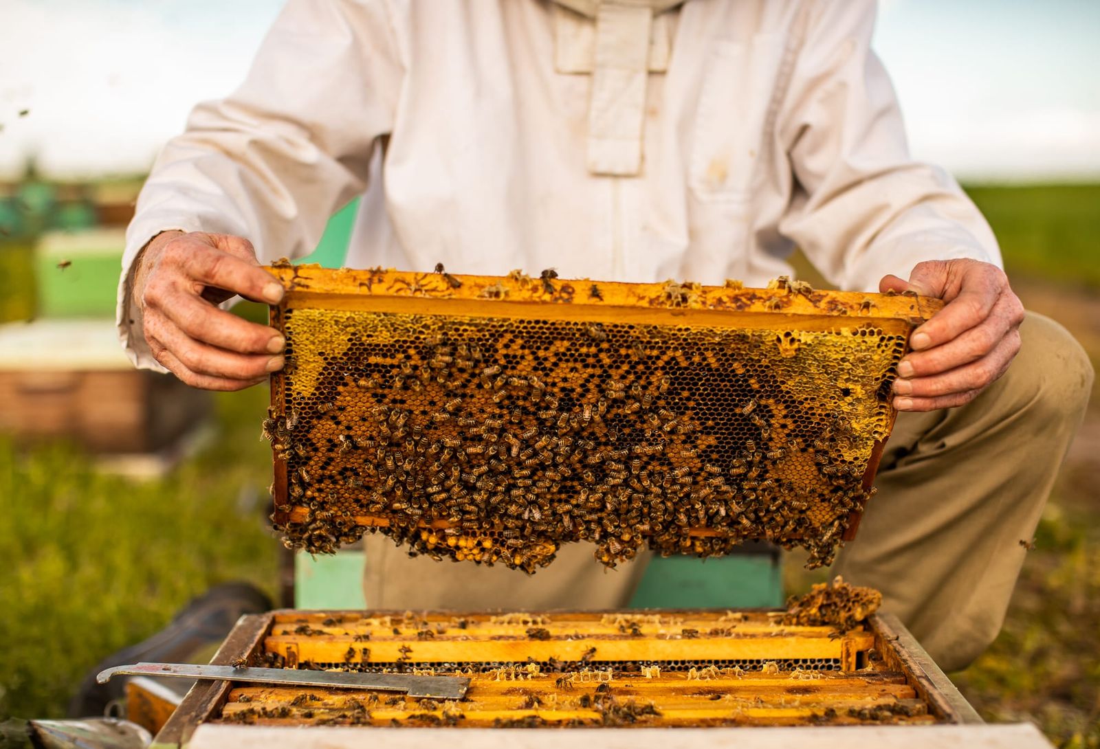 Gamechanger? Riverland beekeeper backs research for pollen substitues post image