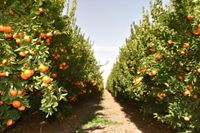 ‘Mining’ top citrus quality in Sunraysia post image