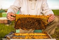 Gamechanger? Riverland beekeeper backs research for pollen substitues post image