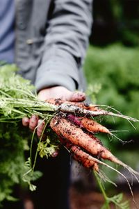 Growing Guide: Get Planting This Winter post image