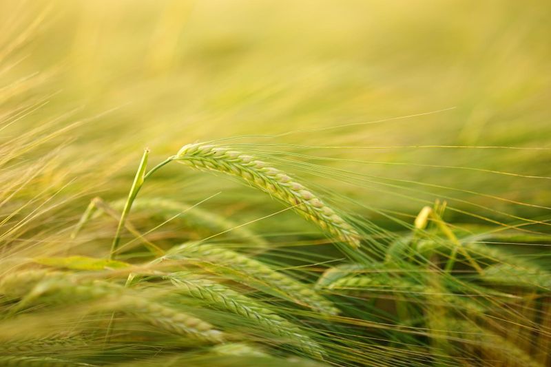 New gene found in crops could help avoid drought stress post image