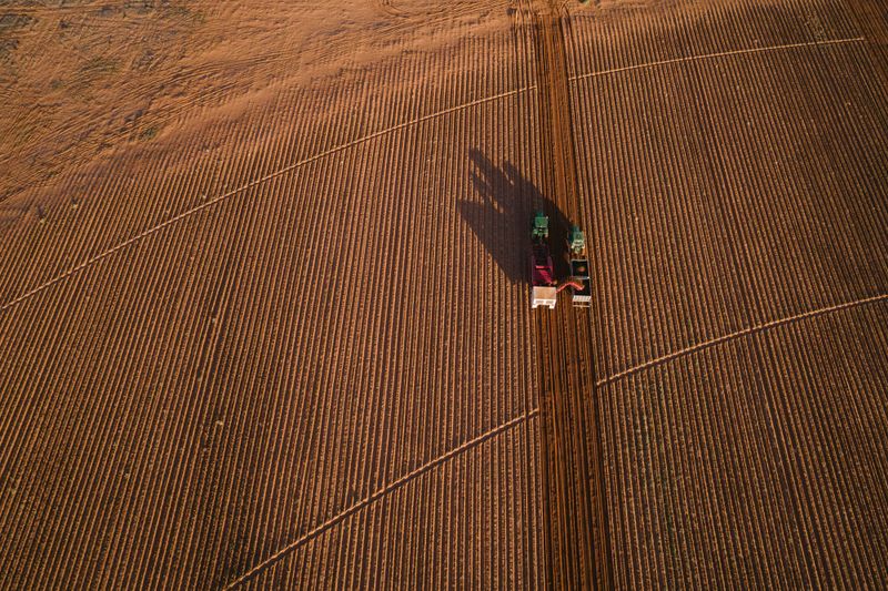 Potato shortage clear as spud post image