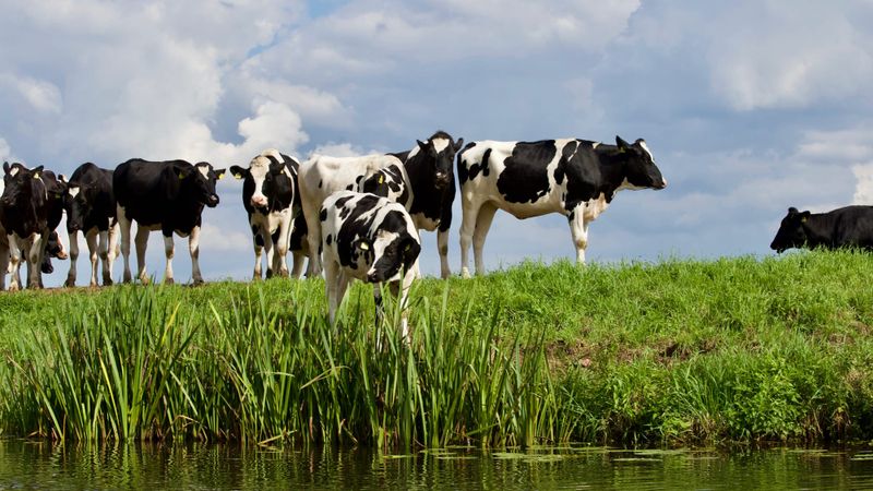 A must-have tool for cattle farmers post image