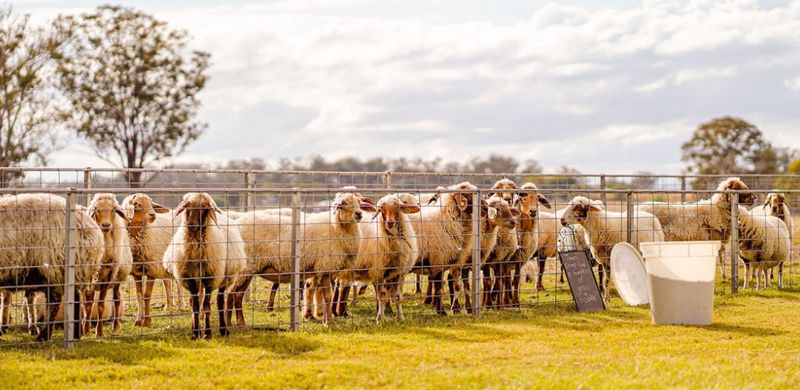 SA’s agriculture research and innovation to drive net zero by 2050 post image