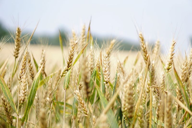 Statewide initiative closing grain yield gap post image