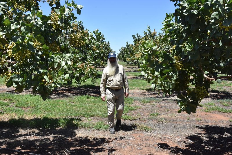 The pistachio potential post image