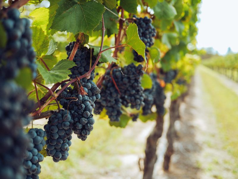 Podcast series supporting grape grower wellbeing post image