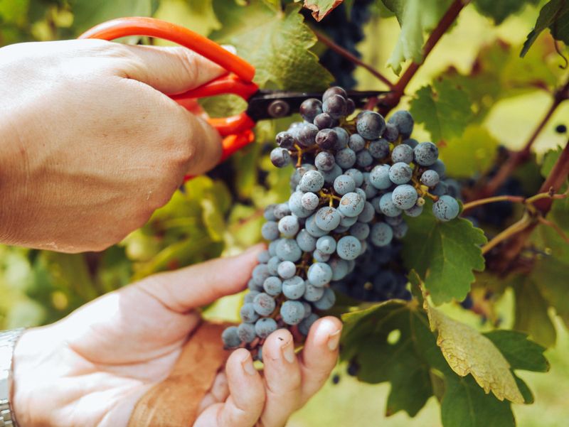 Hands-free horticulture sees higher production post image