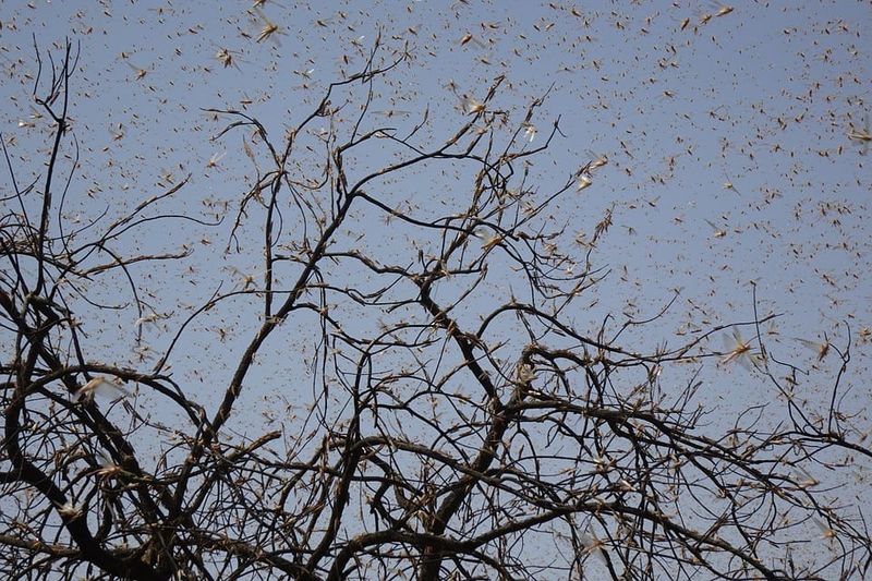 Be on the lookout for locusts post image