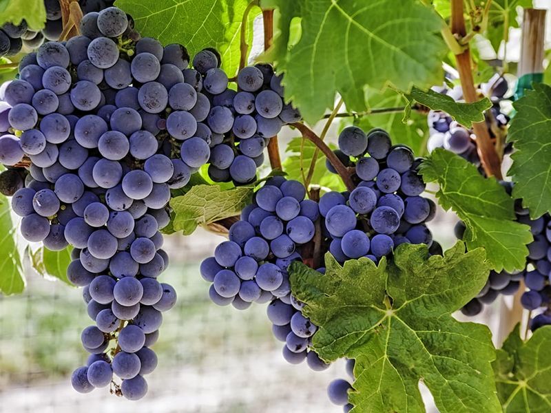 Disease and price challenges on cards for Riverland growers post image