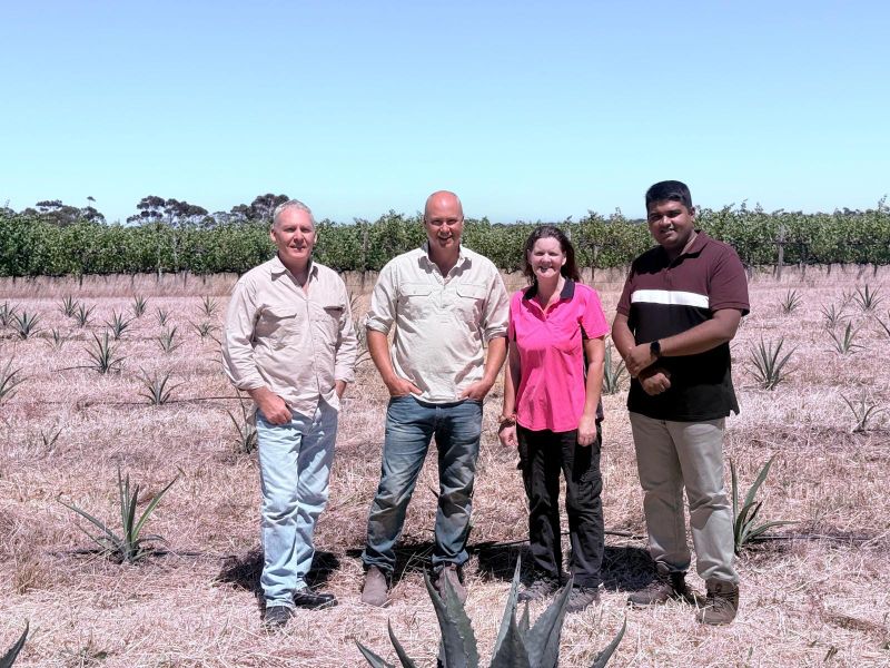 Riverland growers explore agave industry prospects at specialist workshop post image