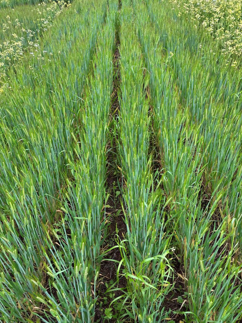 Flexible new herbicide partner improves weed control, resistance management post image