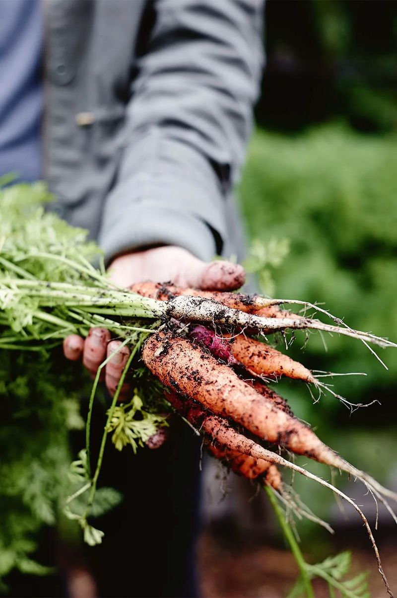 Growing Guide: Get Planting This Winter post image