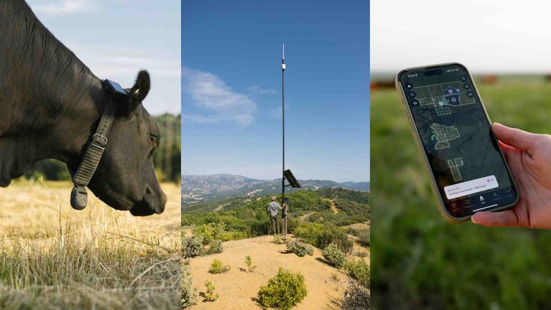 First virtual fencing system approved for use in South Australia post image