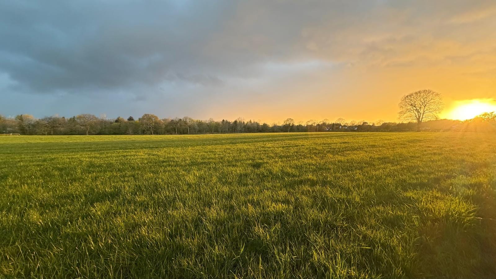 The view from Andy's garden of Hall Moss fields - on a less rainy day. Image: Andy Kitching