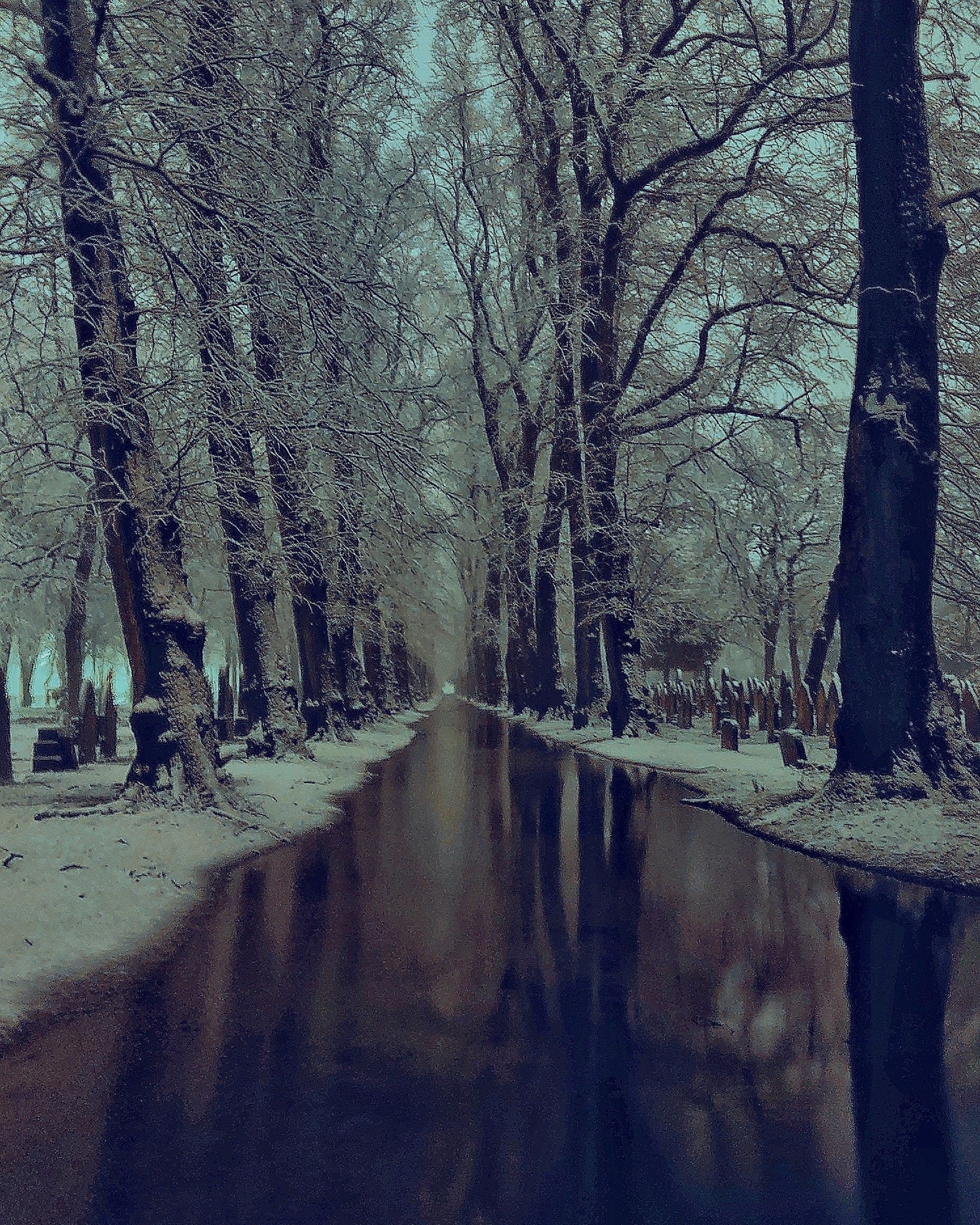 Image may contain: tree, plant, sky, outdoor and nature