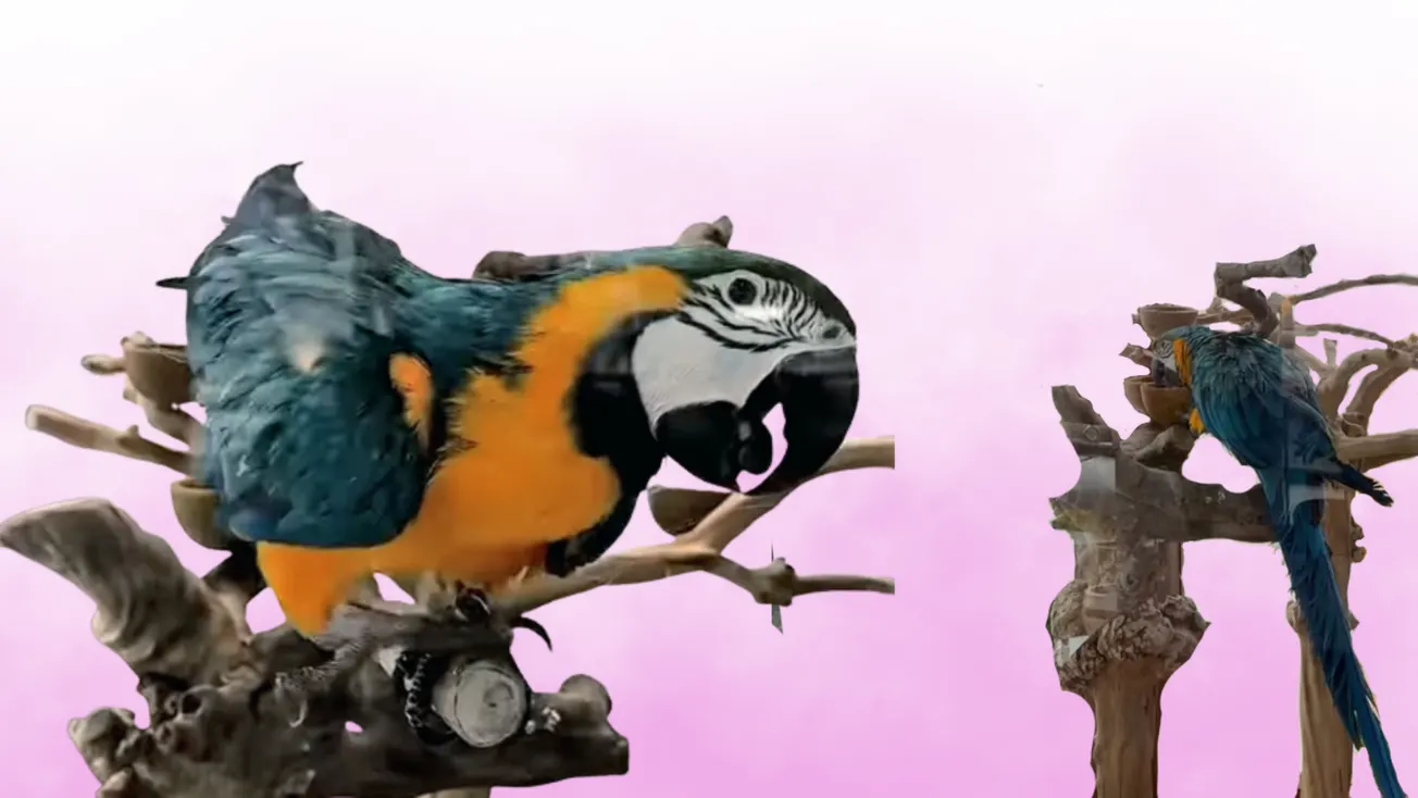 ‘Freedom’ for Salford’s shisha bar parrot