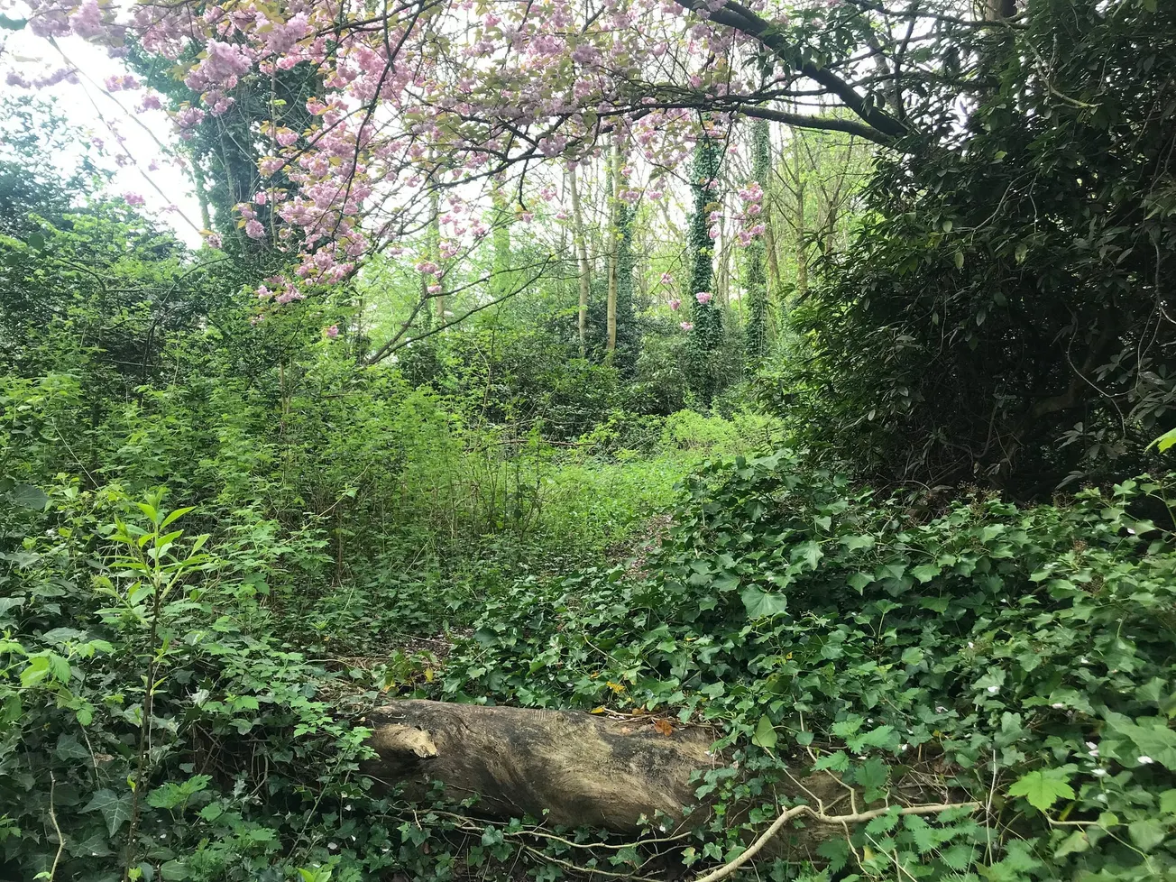 In search of the secret garden