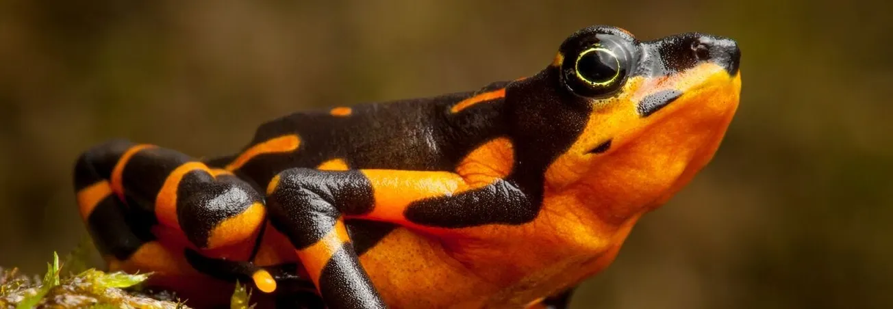 Harlequin toad - one of the world's rarest frogs - is born in Manchester 