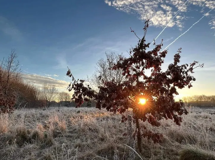 A protest camp, claims of 'ecocide' and ancient trees protected by witches' spells. Welcome to Chorlton