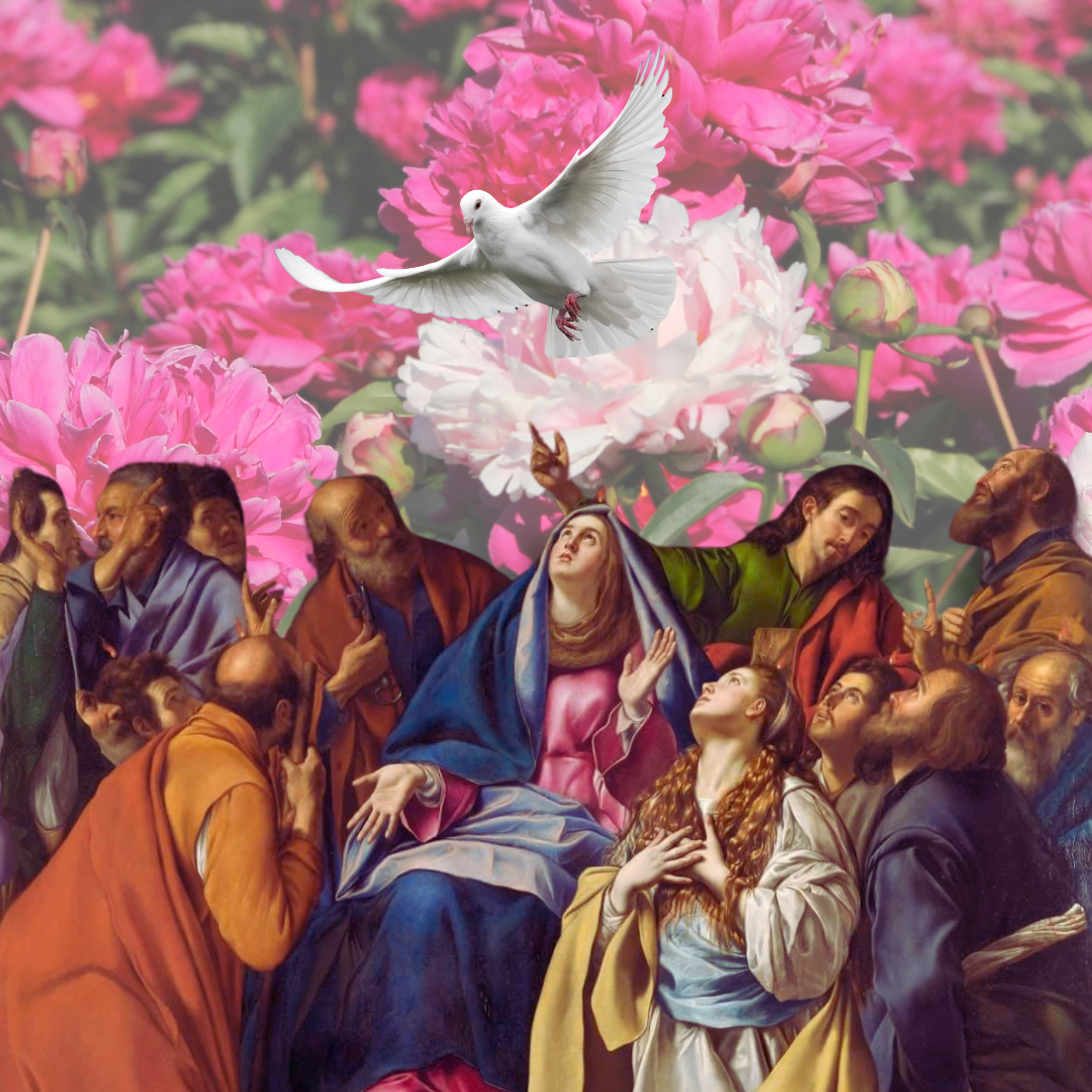 peonias., peonis, peonias significado, decoración de pentecostés, celebración de pentecostés