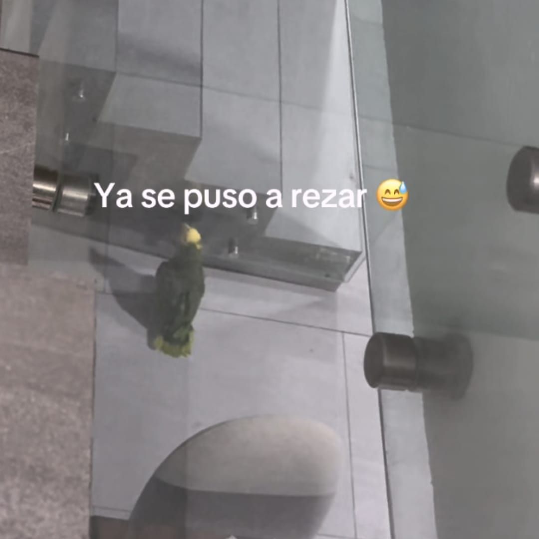 loro cabeza amarilla, loro